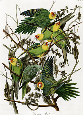 AudubonCarolinaParakeet2.jpg